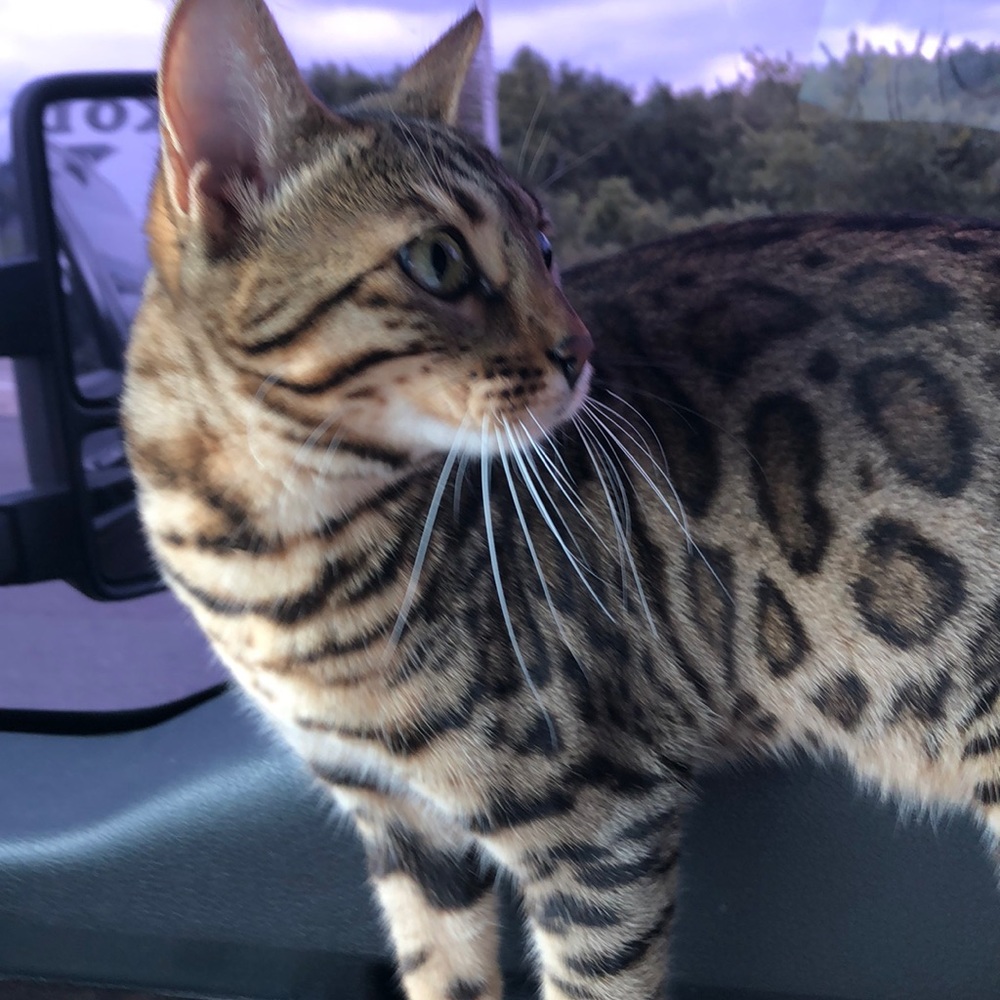 Meet your Posher, Misty